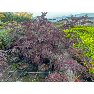 Albízia čokoládová (Albizia julibrissin) ´SUMMER CHOCOLATE´® - výška 40-60 cm, kont. C7L